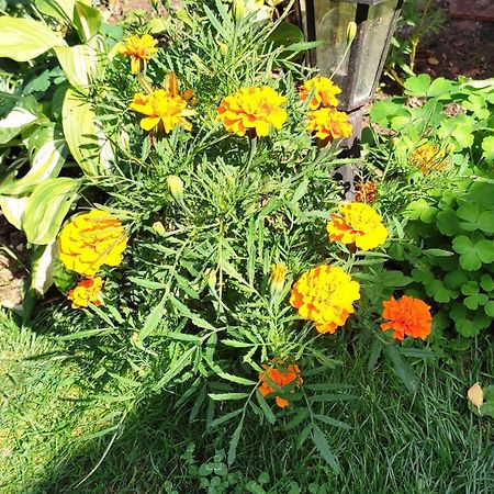 Un Deux Pieces Et Un Jardin A Villejuif Eksteriør billede